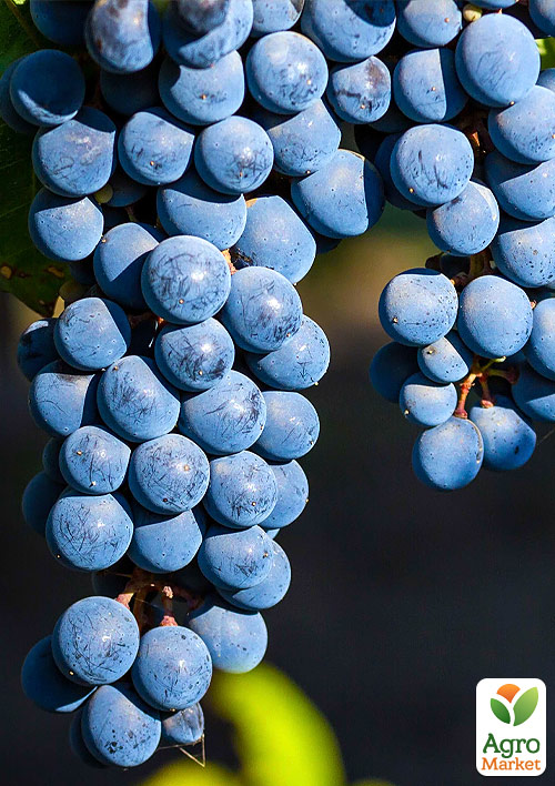 

Виноград Каберне Дорса (середній винний сорт)
