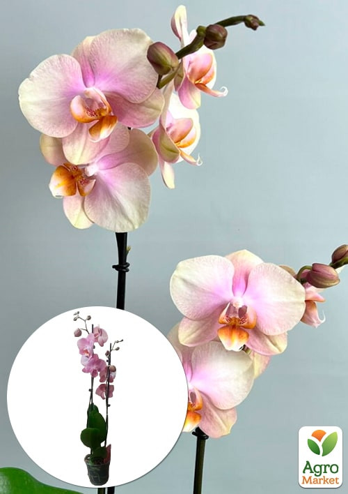 Орхидея (Phalaenopsis) "Dutch Diva" 1 саженец в упаковке (комнатный) Нидерланды