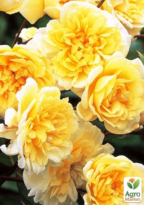 

Роза английская Graham Thomas (саженец класса АА+) высший сорт