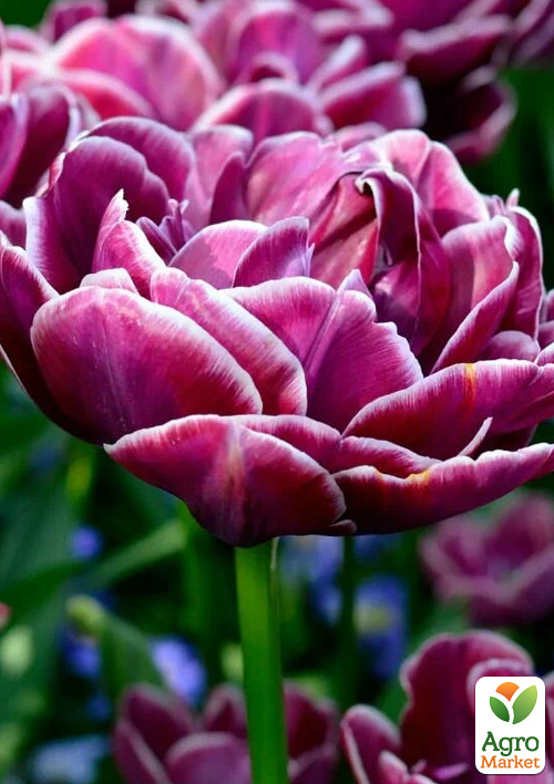 

Тюльпан Dream Touch