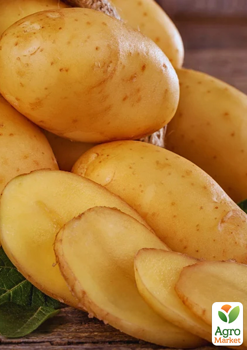 

Картофель Джолин семенной среднеспелый (1 репродукция) 1кг