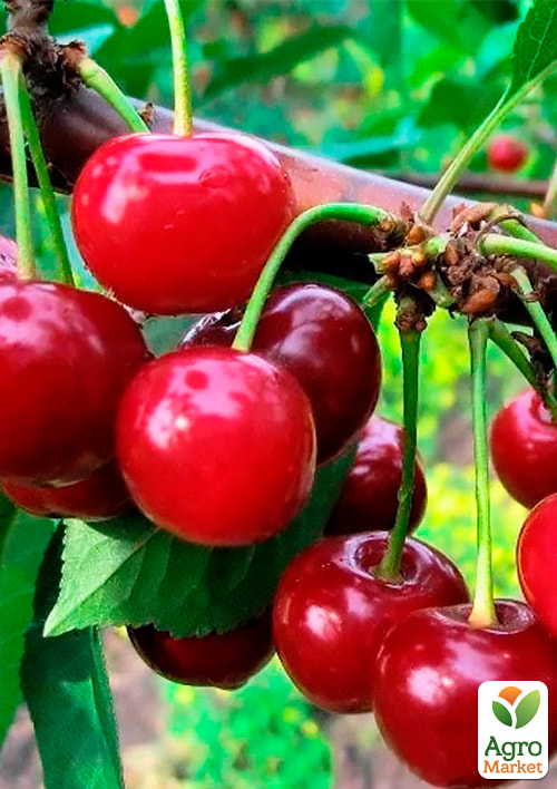 

Вишня Малятко (літній сорт, ранній термін дозрівання)