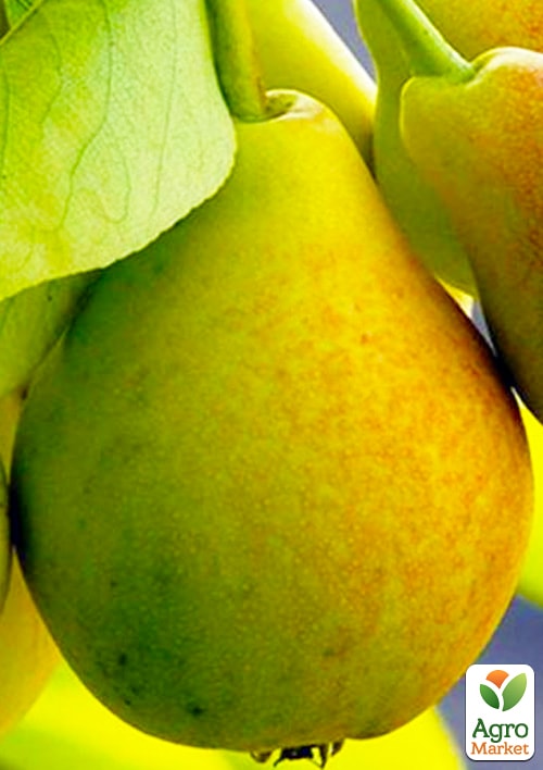 

Груша Вильямс Летний (летний сорт, ранний срок созревания)