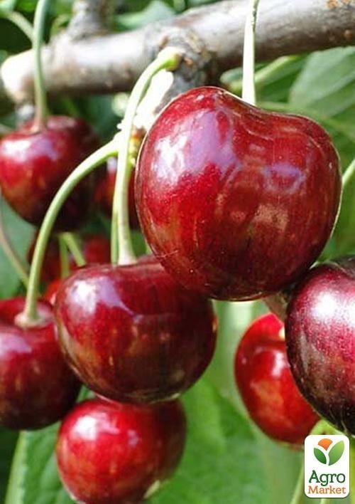 

Черешня Кордія (літній сорт, пізній термін дозрівання)