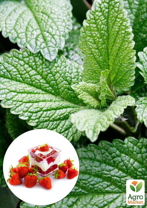 

Мята Berry and Cream