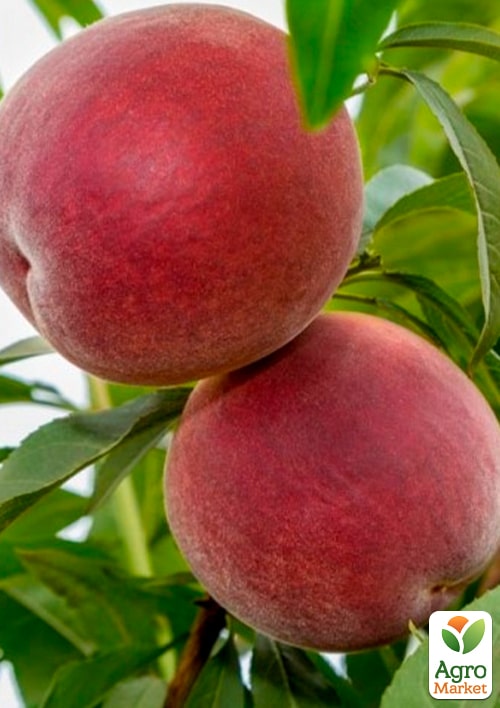 

Персик Фреш Ред (крупноплодный, средний срок созревания)