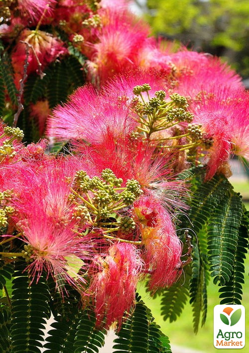 

Альбиция 2х-летняя ленкоранская Fan Silk Flame (красивоцветущая, очень ароматная) высота 70-100см