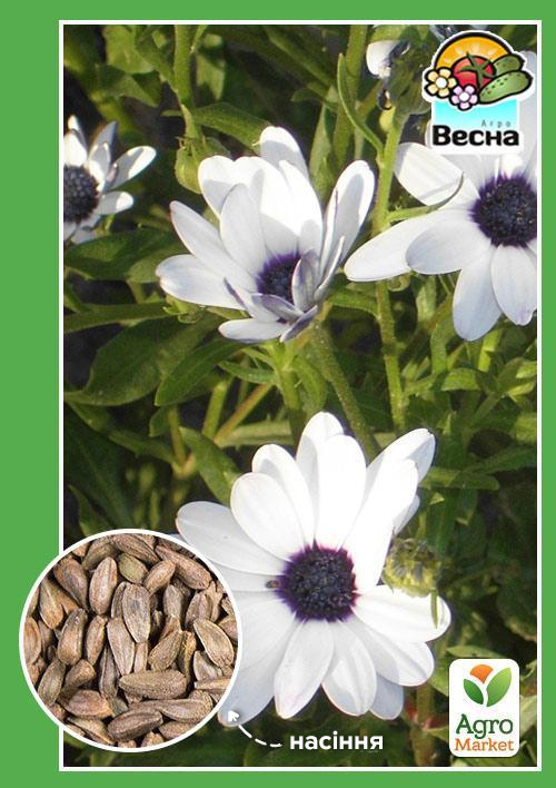 

Арктотіс гібридний білий ТМ Весна 0.2г