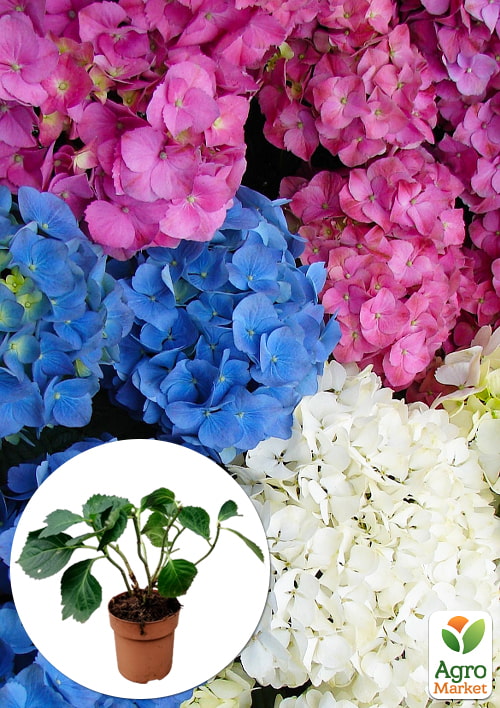 

LMTD Гортензія крупнолистова 3-х річна Уцінка MIX (30-40см) відцвіла