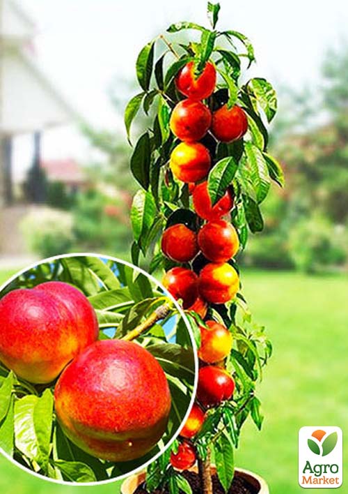 

Нектарин колоновидный Рубис (Rubis)