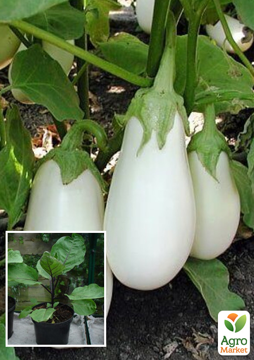 

Розсада Баклажан «Бамбіна» (фермерське вирощування)