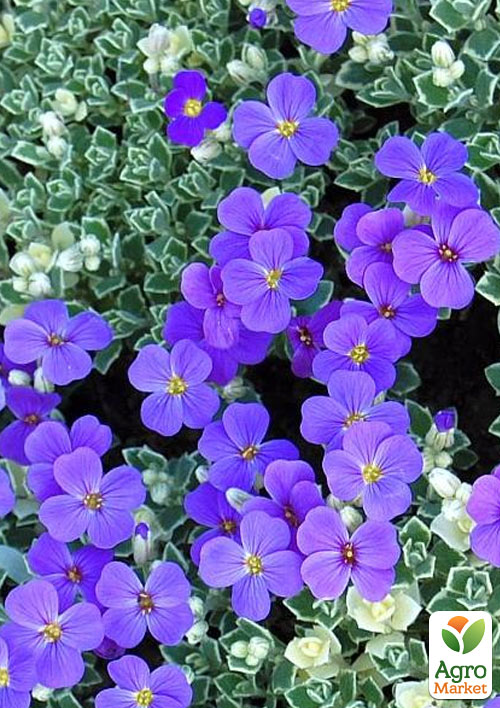 

Обрієта Variegata Silberrand (контейнер Р9)