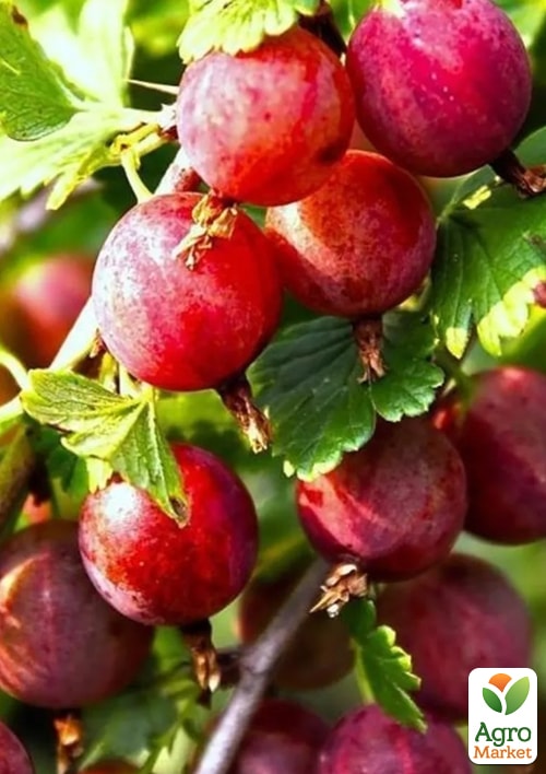 

Крыжовник Высокий замок укорененный в контейнере (ранний срок созревания)