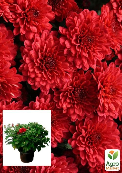 

Хризантема Садовая Aduro Red (горшок ф12 высота 20-30см)