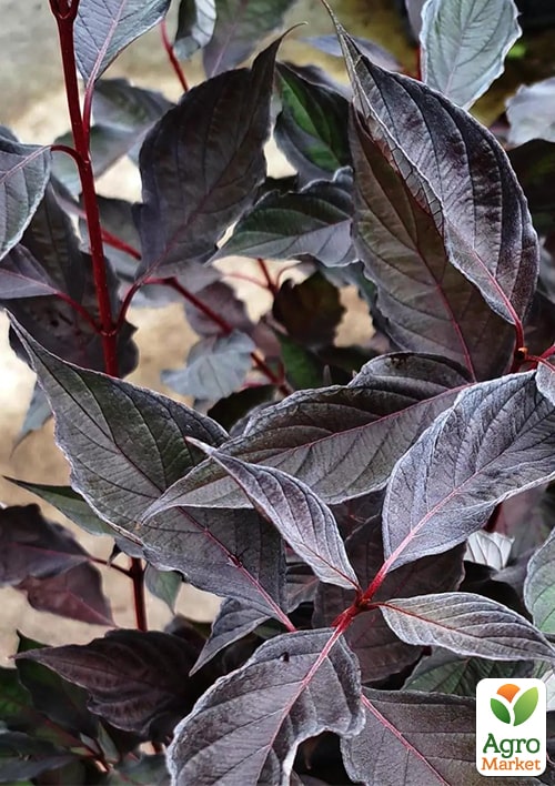 

Дерен 3-х летний белый Nightfall С3, высота 30-50см