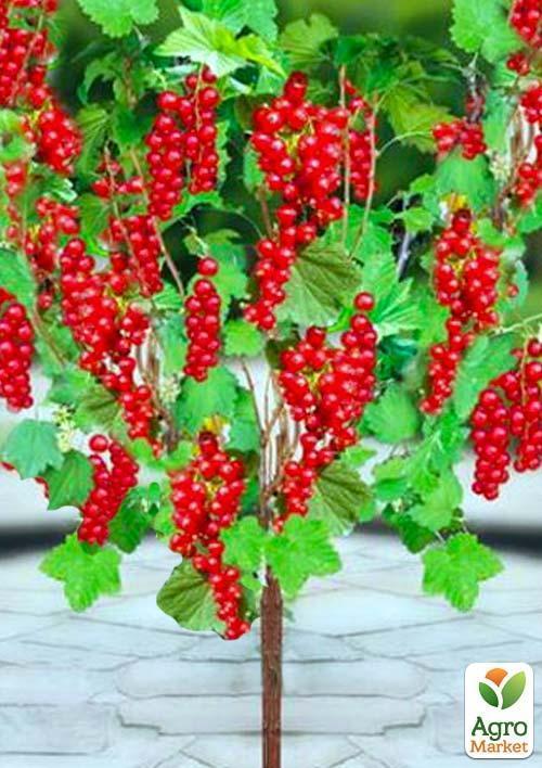 

Порічка (смородина) на штамбі червона Лейден (середнього терміну дозрівання)