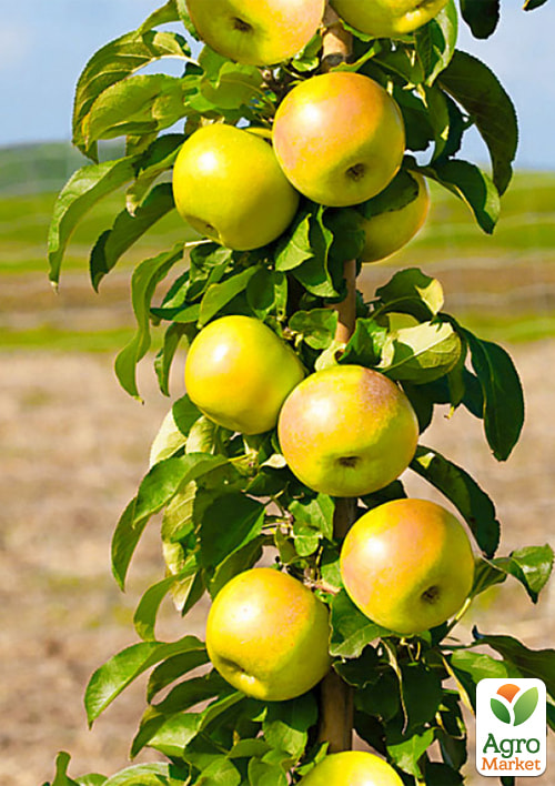 Яблуня колоновидна «Діалог» (транспортабельний сорт, середній термін дозрівання) 1 саджанець в упаковці