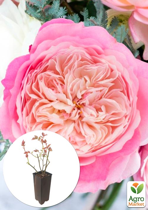 

Роза английская Констанц в контейнере, высший сорт