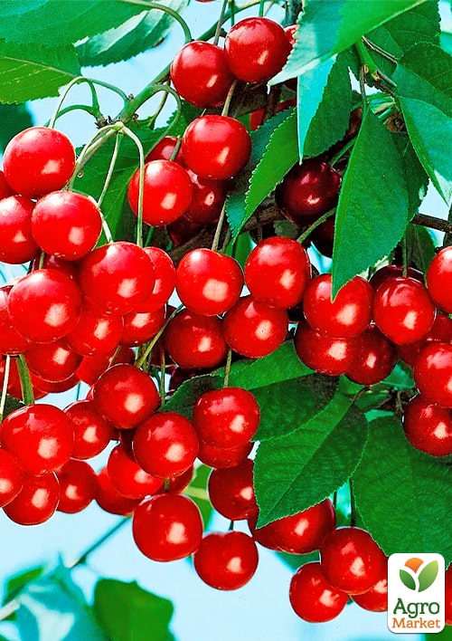 

Вишня Память Артеменко (летний сорт, средний срок созревания)