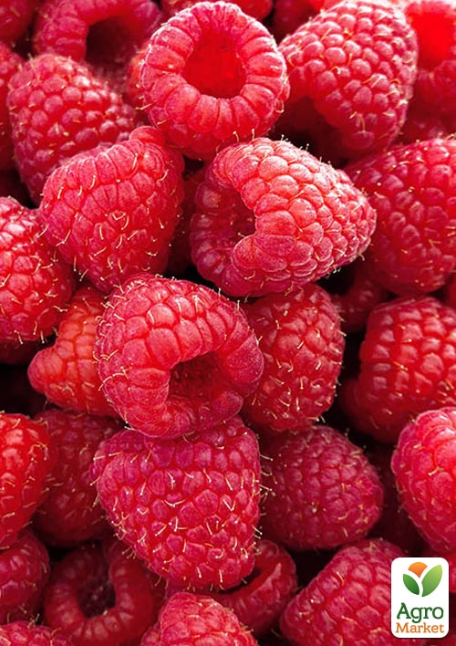 

Малина Зюгана укорінена в контейнері (ремонтантний сорт)