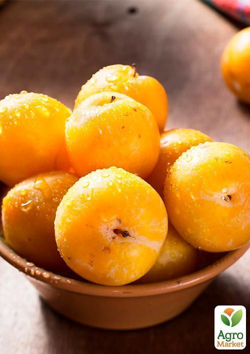 

Слива Желтая Афаска (летний сорт, средний срок созревания)