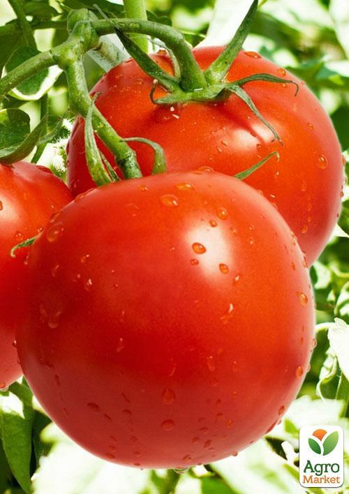 Томат "Снігур" ТМ "Vesna Select" 0,2г