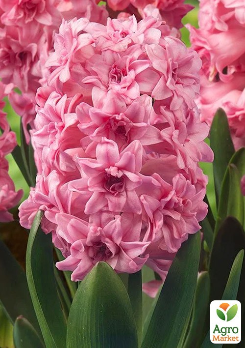 

Гиацинт махровый Spring Beauty