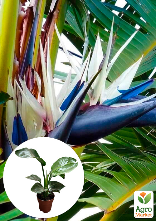 

Стреліція Гігантська Nicolai (висота 80-100см)