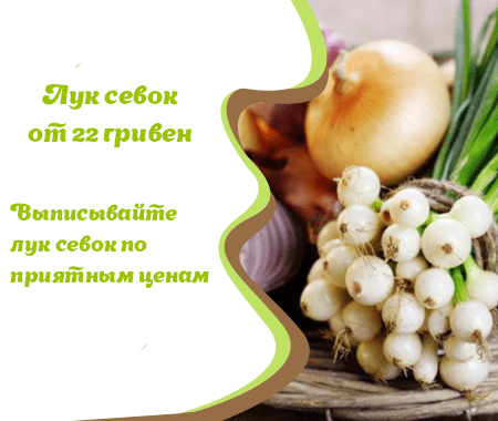 Акция! Лук севок от 22 гривен Акция! Лук севок от 22 гривен