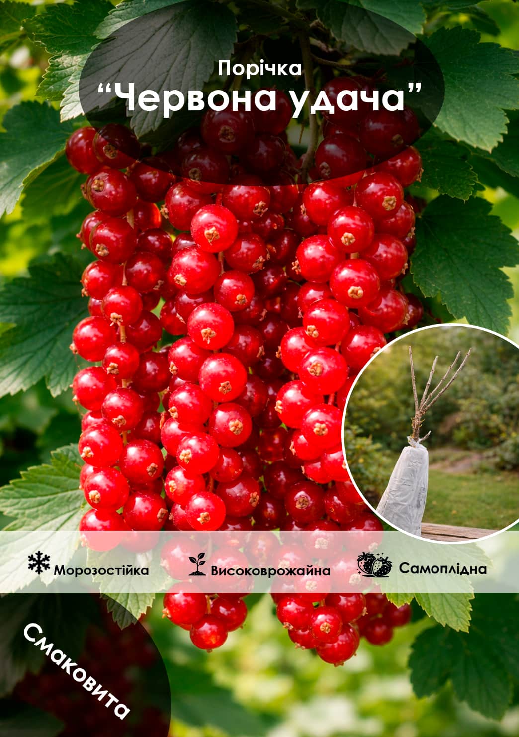 

Эксклюзив! Смородина красная Red Luck (Красная удача) (среднепоздний срок созревания, имеет крупные, твердые и блестящие ягоды)