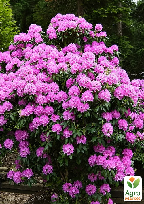 

Рододендрон катевбінський 3-річний Roseum Elegans С2, висота 20–30 см