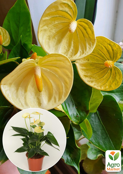 

Антуріум (Anthurium) Vanilla