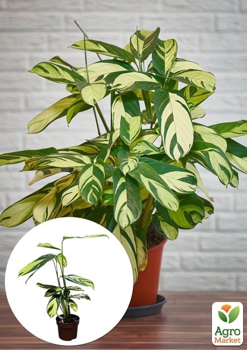 

Калатея Pilosa Gold висота 40-50см
