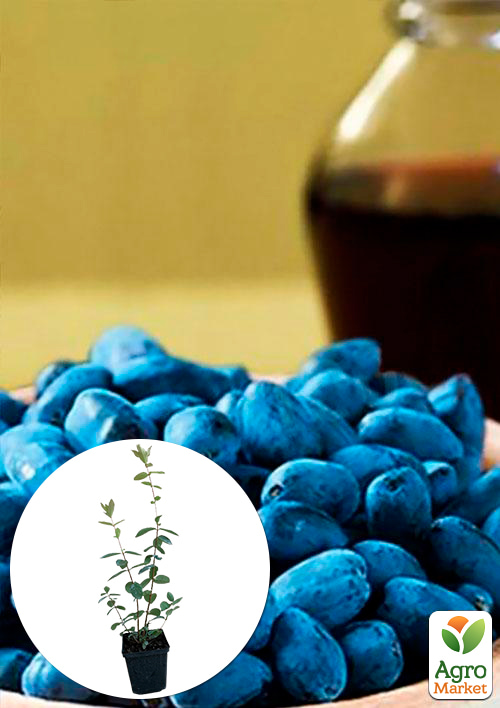 

Жимолость Дуэт (ранний срок созревания, зимостойкий сорт)