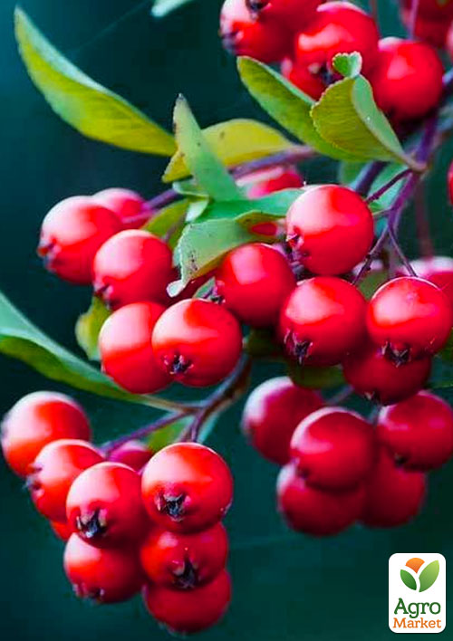 

Горобина Червона