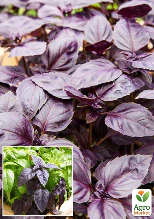 

Рассада Базилик «Фиолетовый» (фермерское взращивание), 1шт в упаковке