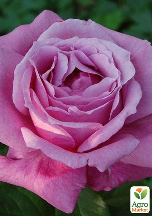 

Троянда чайно-гібридна Blue Parfum (саджанець класу АА+) вищий сорт