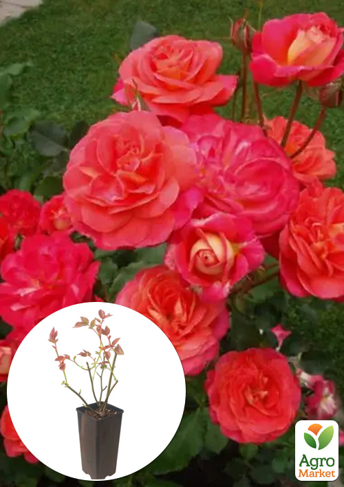 

Роза флорибунда Midsummer в контейнере, высший сорт