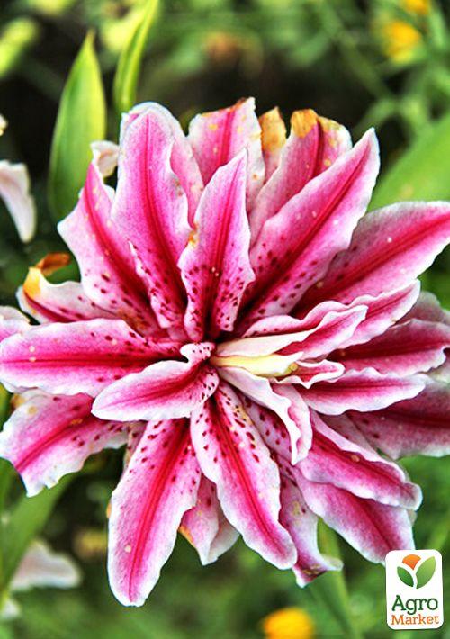 

Лілія Махрова Magic Star 1шт в упаковці