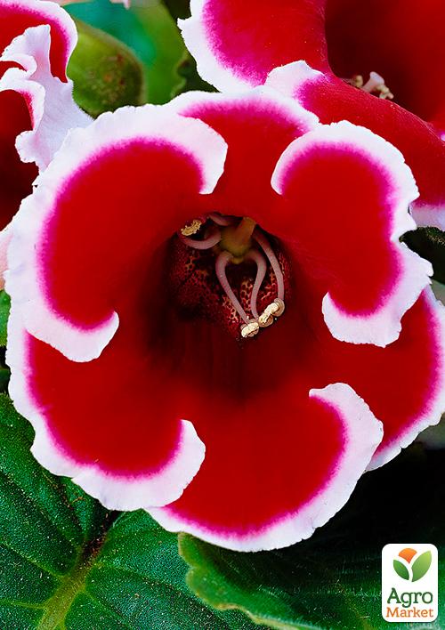 

Глоксиния Kaiser Friedrich 1шт в упаковке