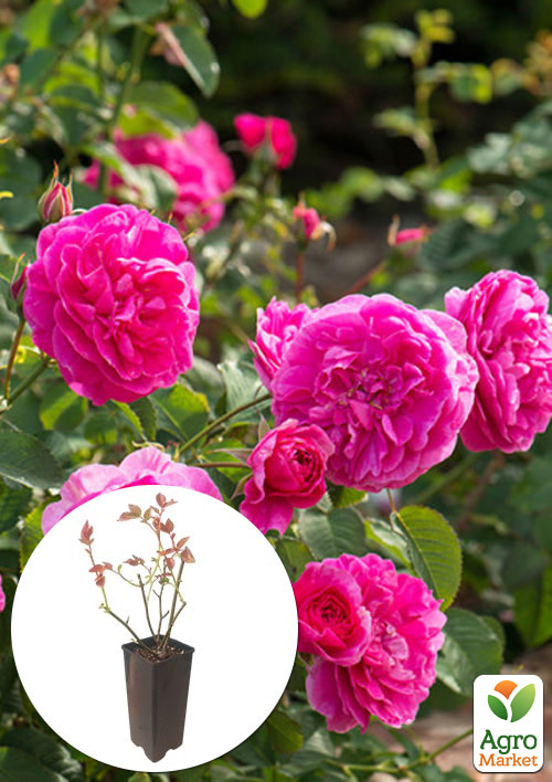 

Троянда чайно-гібридна Paul Neyron у контейнері, вищий сорт