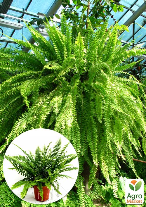 

Нефролепіс Green Lady (папороть кімнатна)