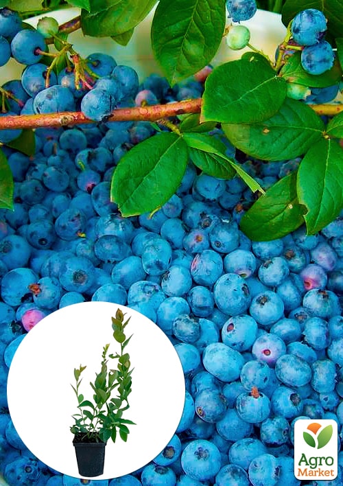 

Голубика (черника садовая) Гурон (Huron) (средний срок созревания, самоопыляющийся сорт)