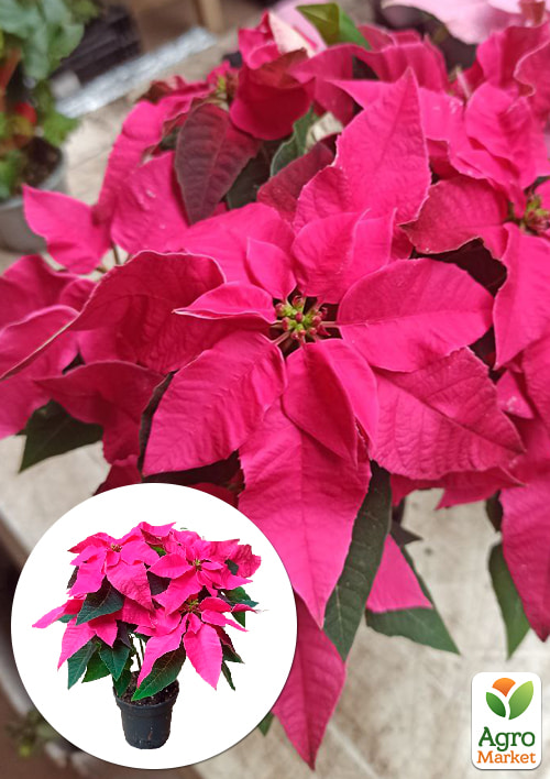 

Пуансеттия Maren Pink (Рождественская Звезда)