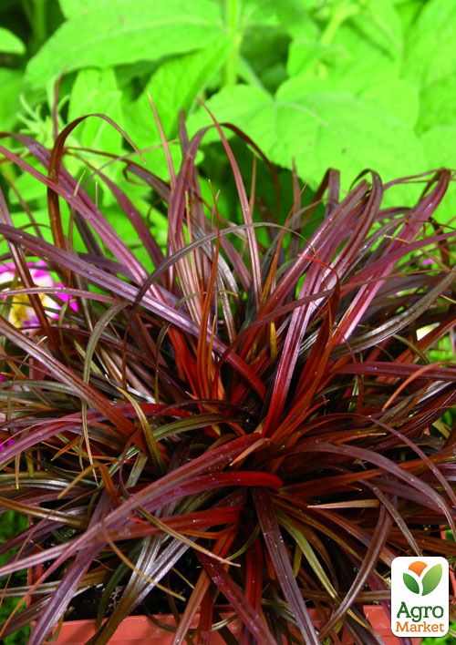 

Унциния Rubra (вазон Р9)