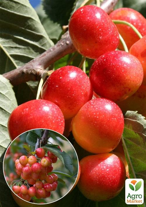 

Эксклюзив! Черешня розовая Фирузе (Firuse) (премиальный сорт, дает богатый урожай)