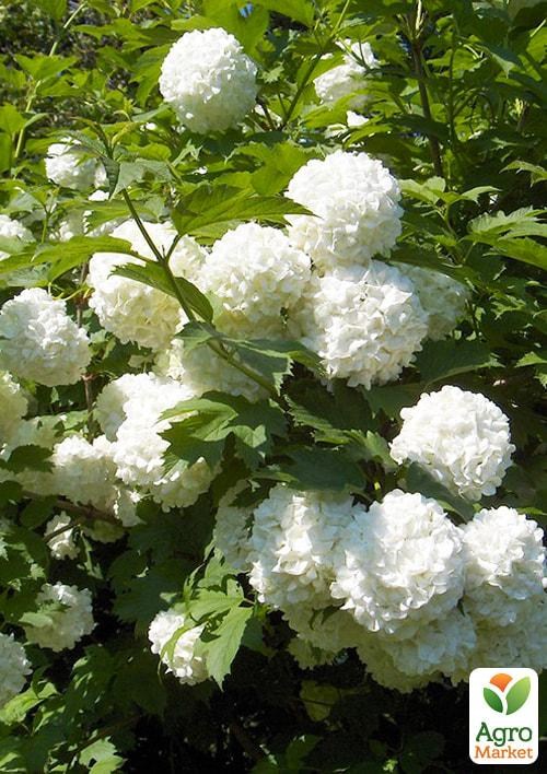 

Калина декоративная Pohjan Neito(Viburnum opulus Pohjan Neito)