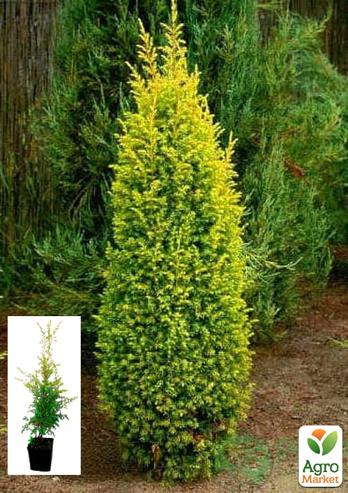 Можжевельник обыкновенный 3-х летний "Gold Cone" С3, высота 20-30см 1 саженец в упаковке