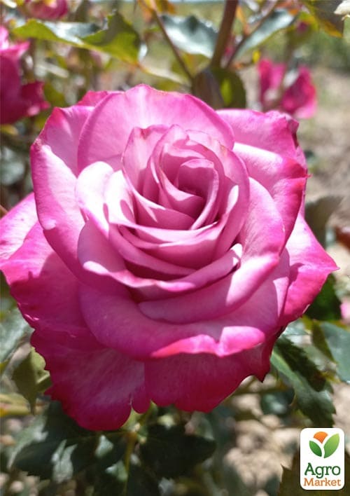 

Роза мелкоцветковая (спрей) Beach Hilcado (саженец класса АА+) высший сорт