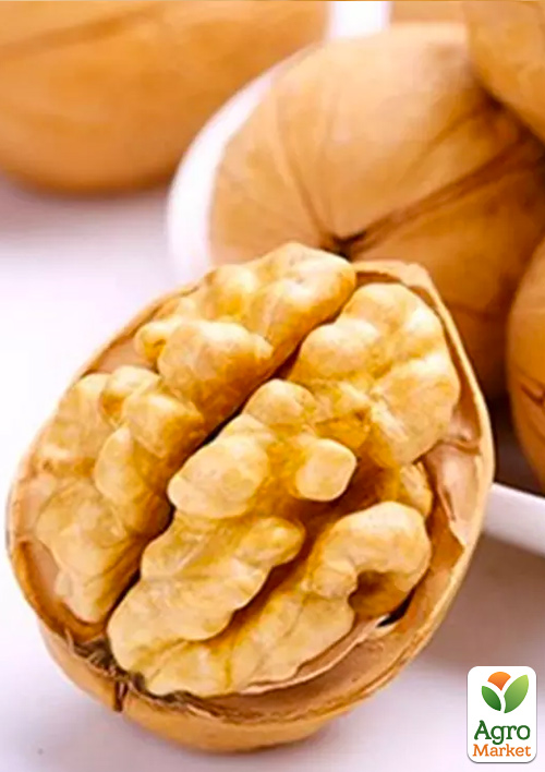 

Волоський горіх Буковинська бомба (середній термін дозрівання)